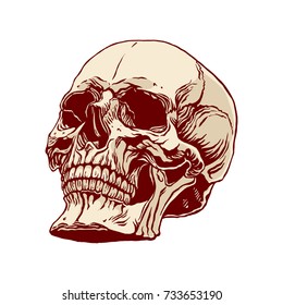 hand drawn illustration of anatomy human skull with a lower jaw 