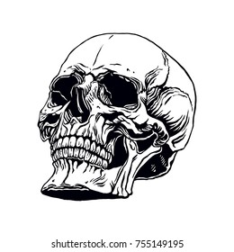 hand drawn illustration of anatomy human skull with a lower jaw