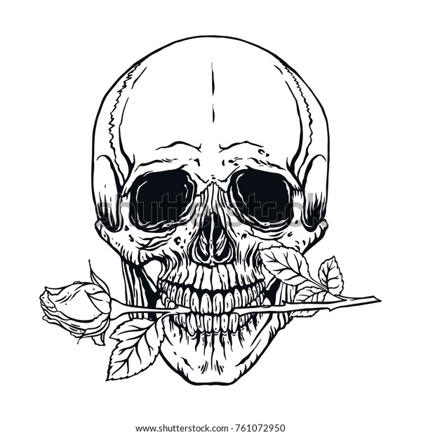 バラを口にくわえた人間の頭蓋骨の解剖学の手描きのイラスト のベクター画像素材 ロイヤリティフリー