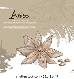 Hand drawn illustration of Anise.