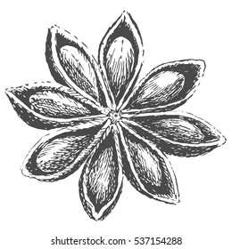 Hand drawn illustration of anise. Star anise. Isolated on a white background