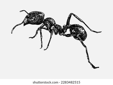 hand drawn illustration of an ant.  sketch, realistic drawing, black and white. Side view.