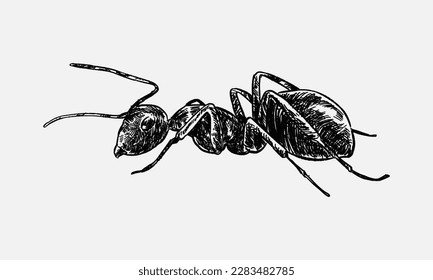 hand drawn illustration of an ant.  sketch, realistic drawing, black and white. Side view. Monochrome.