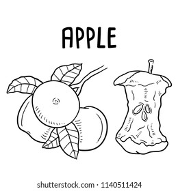 Hand drawn illustration of apple.