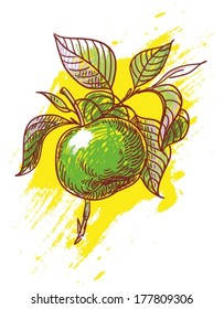 hand drawn illustration of apple