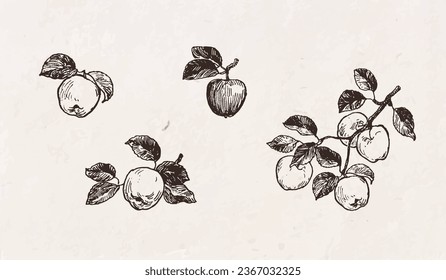 Hand drawn illustration of apples, fruits on branch with leaves, apple harvesting, vintage drawing