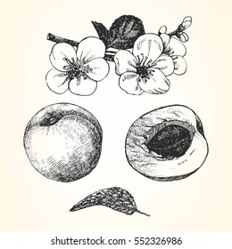Hand drawn illustration of Apricot. Vector.
