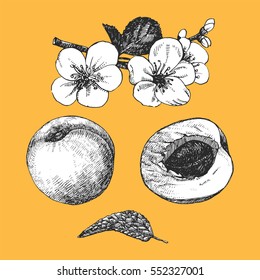 Hand drawn illustration of Apricot. Vector.
