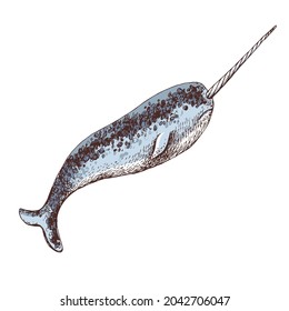 Hand drawn illustration of arctic narwhal
