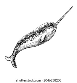 Hand drawn illustration of arctic narwhal