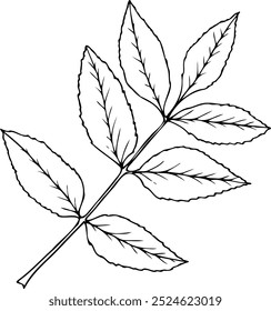 Hand drawn illustration of Ash leaf in line art style isolated on a white background.