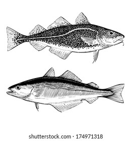 Hand Drawn Illustration of Atlantic Cod and Pollock