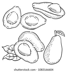 Hand drawn illustration of Avocado.