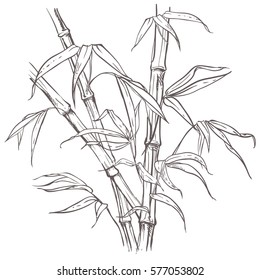 hand drawn illustration with bamboo stalk and leaves. vector eps 8