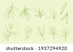 Hand drawn illustration with bamboo stem and leaves. Set of bamboo tree leaves. Hand drawn botanical collection. Silhouettes and shapes of bamboo plants for design.