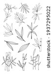 Hand drawn illustration with bamboo stem and leaves. Set of bamboo tree leaves. Hand drawn botanical collection. 