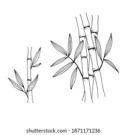 Hand drawn illustration with bamboo stem and leaves. Set of bamboo tree leaves. Hand drawn botanical collection. Drawing of parts of bamboo and sections of branches and leaves.