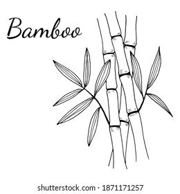 Hand drawn illustration with bamboo stem and leaves. Set of bamboo tree leaves. Hand drawn botanical collection. Drawing of parts of bamboo and sections of branches and leaves.