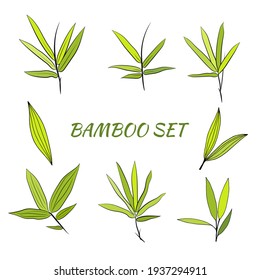 Hand drawn illustration with bamboo stem and leaves. Set of bamboo tree leaves. Hand drawn botanical collection. Drawing of parts of bamboo and sections of branches and leaves on a white background. 