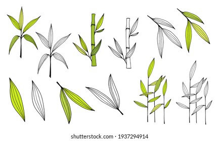 Ilustración dibujada a mano con tallo de bambú y hojas. Conjunto de hojas de árbol de bambú. Colección botánica dibujada a mano. Dibujo de partes de bambú y secciones de ramas y hojas sobre un fondo blanco. 