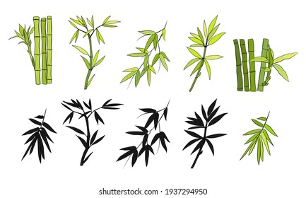 Hand drawn illustration with bamboo stem and leaves. Set of bamboo tree leaves. Hand drawn botanical collection. Drawing of parts of bamboo and sections of branches and leaves on a white background. 