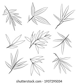 Hand drawn illustration with bamboo stem and leaves. Set of bamboo tree leaves. Hand drawn botanical collection. 
