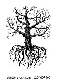 Hand drawn illustration of a bare tree with root on white background.