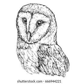 Hand Drawn Illustration of Barn Owl. Vector illustration