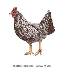 Hand drawn illustration of barred rock chicken