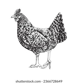 Hand drawn illustration of barred rock chicken