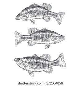 Hand Drawn Illustration of a Bass