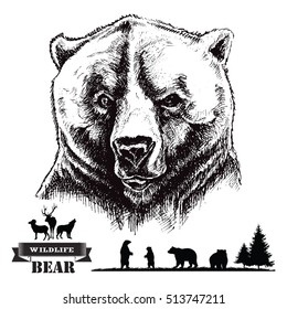 Hand drawn illustration. Bear