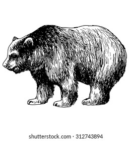 hand drawn illustration of bear on white background