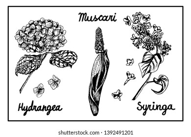 Hand drawn illustration of beautiful flowers. Hydrangea, muscari, lilac flowers, drawn in black and white. For design, greeting card, coloring.