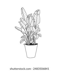 Hand drawn, Illustration Beautiful tropical plants (Bird of paradise) , tropical leaves in pots. 