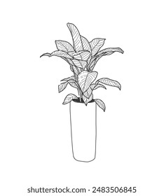 Hand drawn, Illustration Beautiful tropical plants (Spathiphyllum kochii) , tropical leaves in pots. 