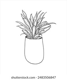 Hand drawn, Illustration Beautiful tropical plants (Dracaena fragrans) , tropical leaves in pots. 