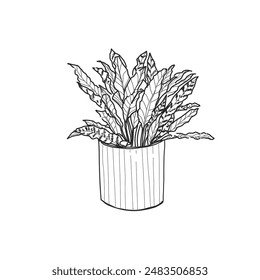 Hand drawn, Illustration Beautiful tropical plants (goeppertia insignis), tropical leaves in pots. 