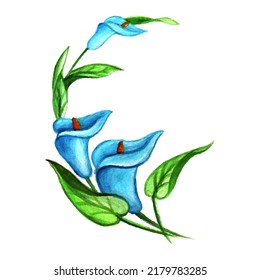 hand drawn illustration beauty blue lily