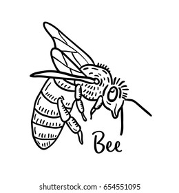 Hand drawn illustration of Bee.