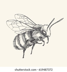 Hand drawn illustration of bee isolated on white. Vector vintage element for graphic design