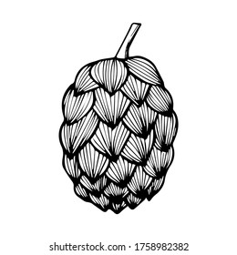 Hand drawn illustration of beer hop in engraving style. Design element for logo, label, emblem, sign, poster, label. Vector illustration, isolated on white background. 