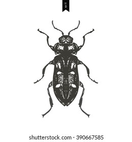 Hand drawn illustration of beetle on a wight background. vector illustration