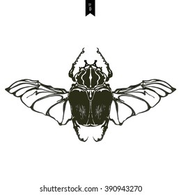 Hand drawn illustration of beetle on a wight background. vector illustration