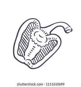 Hand drawn illustration of Bell pepper.