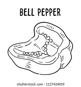 Hand drawn illustration of Bell pepper.