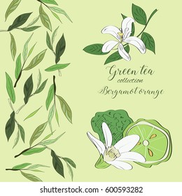 Hand drawn illustration of bergamot orange fruit and flowers.