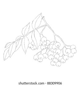 Hand drawn illustration of berries