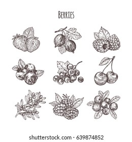 Hand drawn illustration berries set. Vector scetch.Vintage illustration. Botanical illustration of engraved berry.