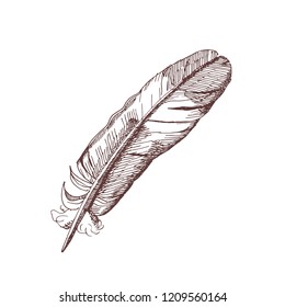 Hand drawn illustration of bird feather. Detailed vector vintage drawing.